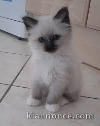 a reserver magnifique chaton sacre de birmanie