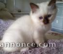 a reserver magnifique chaton sacre de birmanie