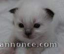 a reserver magnifique chaton sacre de birmanie
