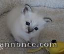 a reserver magnifique chaton sacre de birmanie