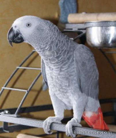 Magnifique couple de perroquets type gris du Gabon