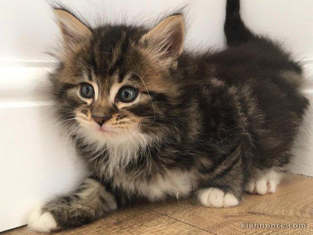 3 chatons Maine Coon - 1 mâle & 2 femelles