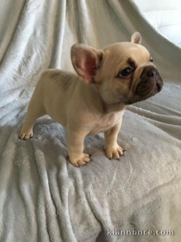 bouledogue français femelle