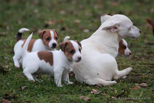 Adorable chiots JACK RUSSEL disponible