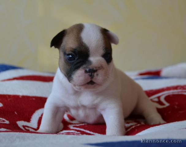 CHIOTS BOULEDOGUE FRANÇAIS À DONNER 0756809741