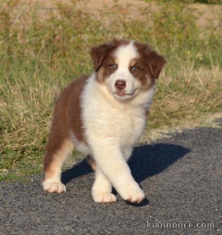 Chiot Berger Australien LOF