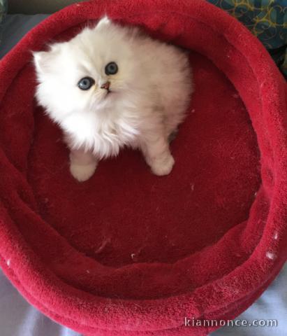 Adorable Persan a donner