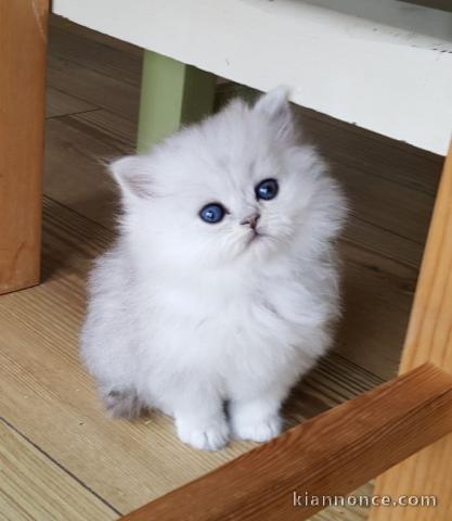 Chatons persan a donner pour bonne famille