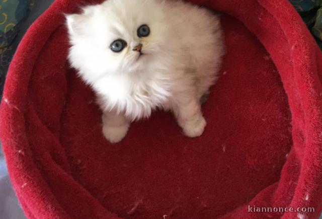 Chatons Persan a donner