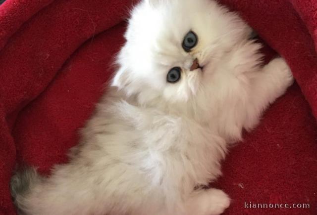 Chatons Persan a donner