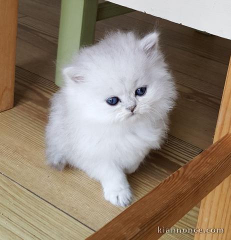 Chatons Persan a donner