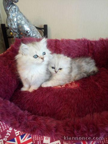 Chatons Persan disponible de suite