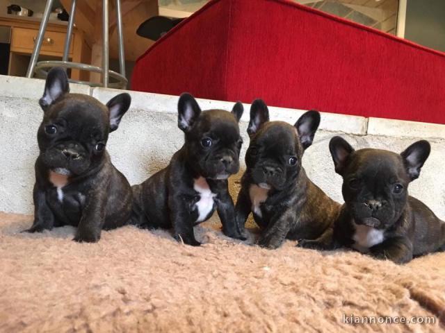 Chiots Bouledogue français