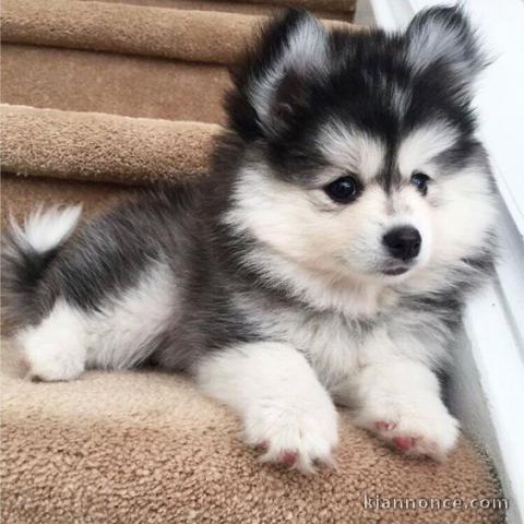 chiots husky disponibles a donner