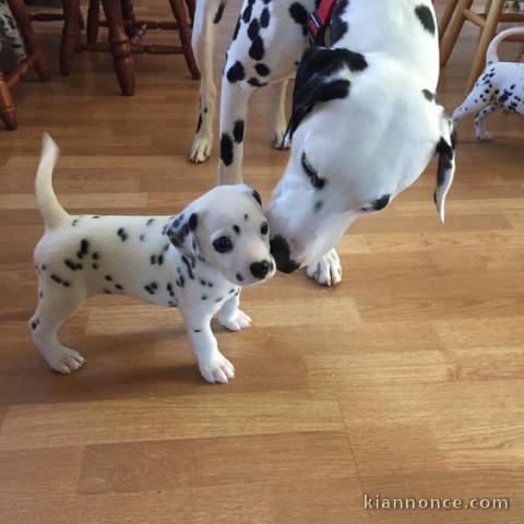 CHIOTS DALMATIENS  LOF POUR MAISON DEFINITIF