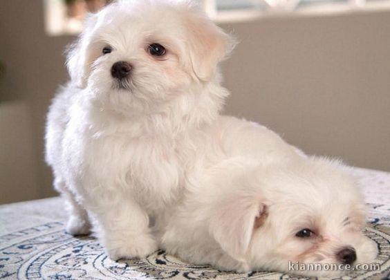 CHIOTS BICHONS FRISÉS  LOF disponible  de suite