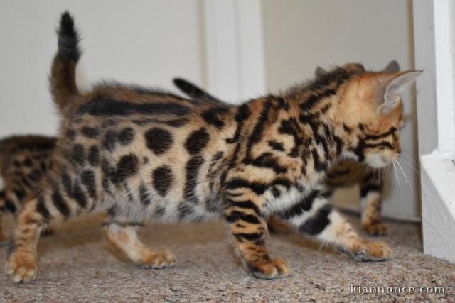 magnifiques chatons bengal