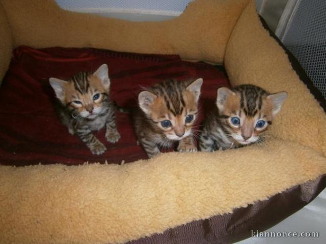 magnifiques chatons bengal