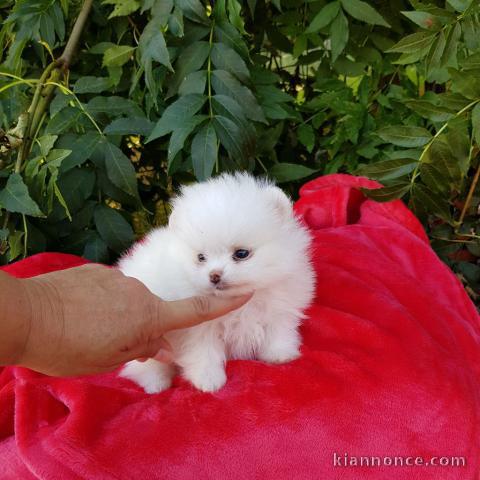 A DONNER chiot type spitz nain femelle blanc