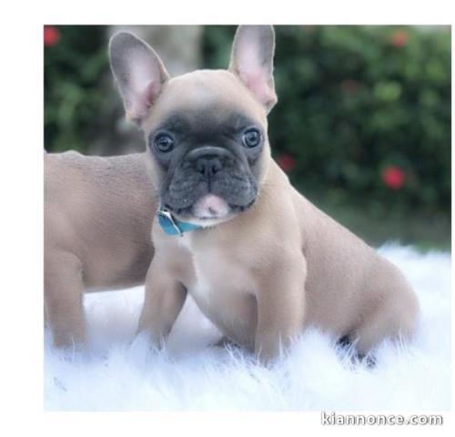 Chiots bouledogue français