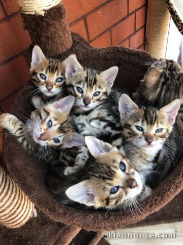 Merveilleux chatons Bengal