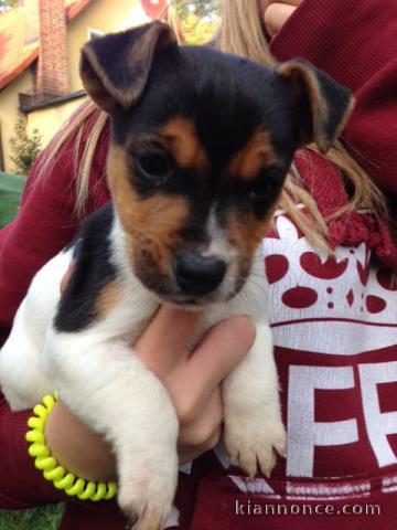 A donner chiot type jack russell femelle