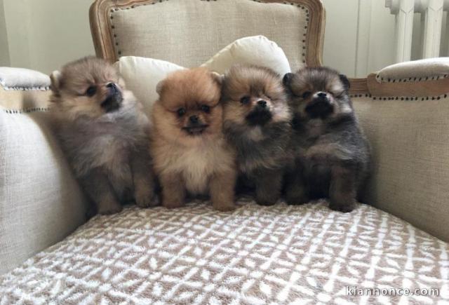 SPITZ POMERANIAN type NOUNOURS