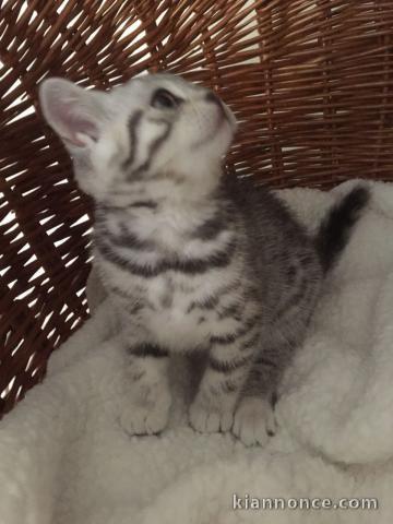 Chatons British shorthair à donner