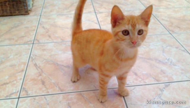Magnifique Chatons à donner