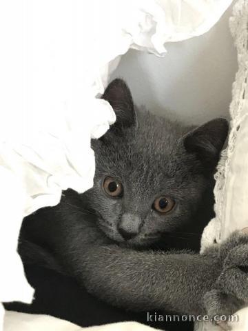 Sublimes Chatons Pure Race chartreux