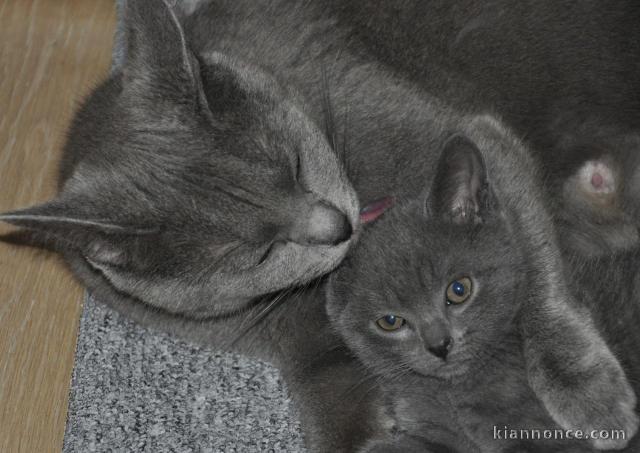 Superbes bébés chartreux sont disponibles de suite