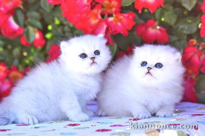 Une portée de 6 bébés persans