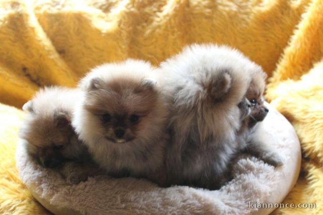 Magnifiques Chiots Spitz Nain Poméranien 