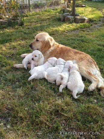 Magnifiques Chiots Golden Retriever Pure Race