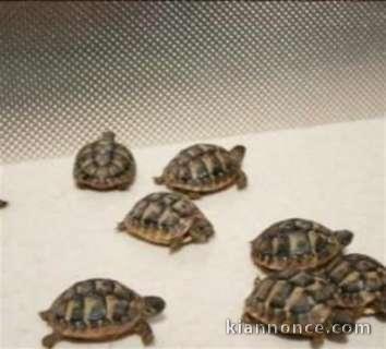 Superbes Tortues terrestres Hermann Testudo Hermanni