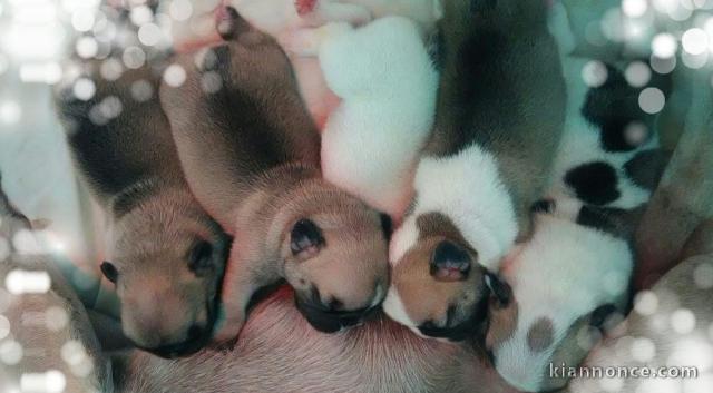 Magnifiques Chiots Bouledogues Français Pure Race
