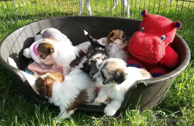Superbes Chiots Bichon Havanais Pure Race