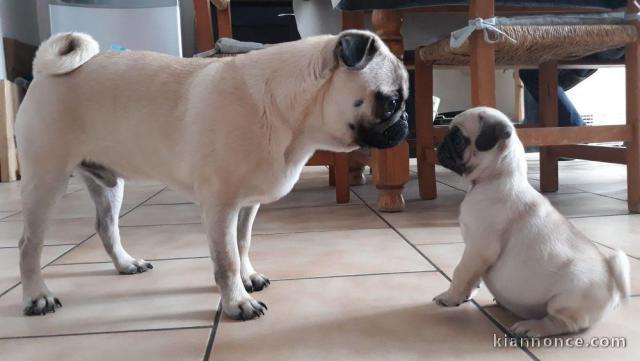 Sublimes Chiots Carlin Pure Race