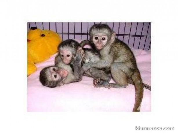 Jeunes Singes Capucins Pure Race