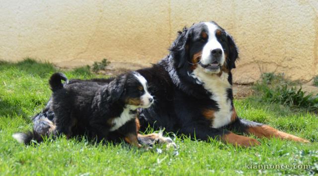 Très Beaux chiots Bouvier Bernois Pure Race