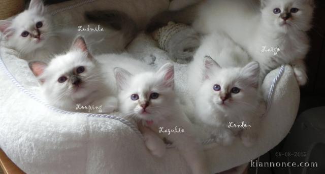 Chatons Sacré de Birmanie Pure Race 