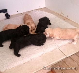 Très jolis Chiots Bichons Havanais Pure Race,très haute lignée