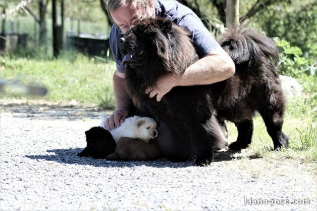 Bébés chow chow disponibles tout de suite