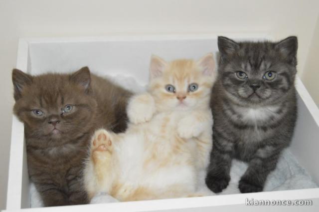 British shorthair disponible