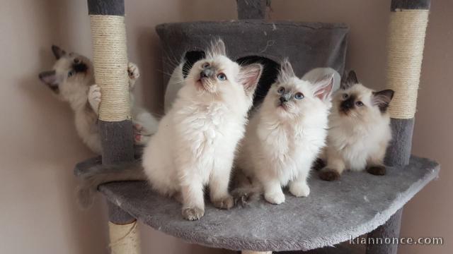 Donne chatons ragdoll 