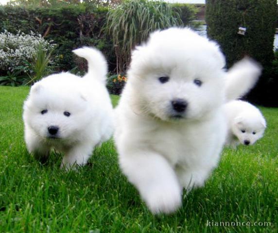 Chiots de race samoyede lof