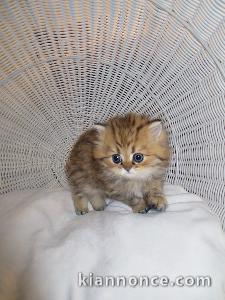 Reste disponibles 3 adorables chatons persan