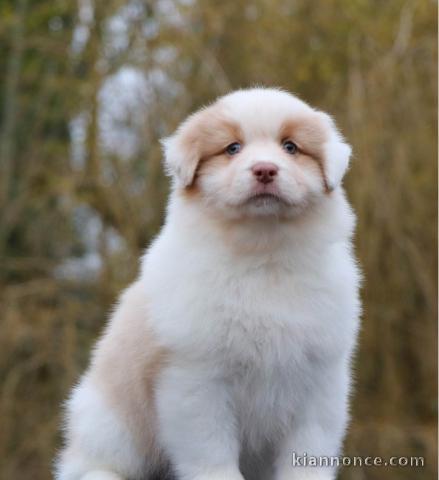 jolie Chiot Berger Australien femelle A Donner