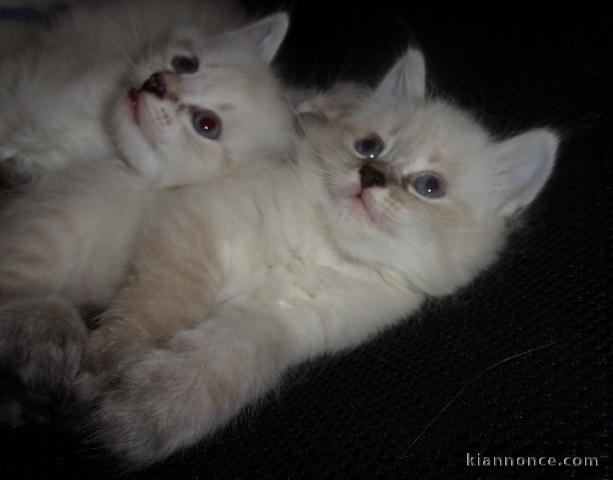 Chatons Siberien à donner pour adoption