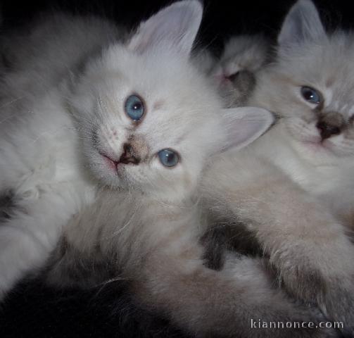 Chatons Siberien à donner pour adoption